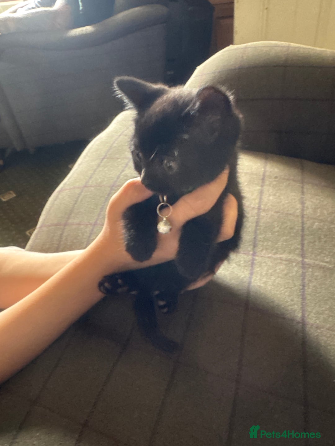 Mixed Breed cats for sale: 3 black British short haired x ragdoll kittens - Image 10