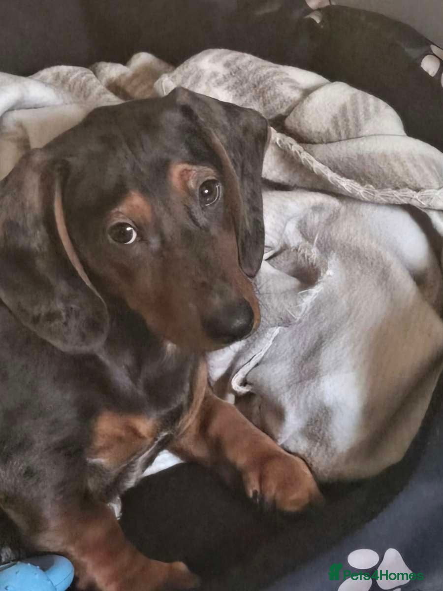 Miniature Dachshund dogs Miniature Dachshund  - Advert 7