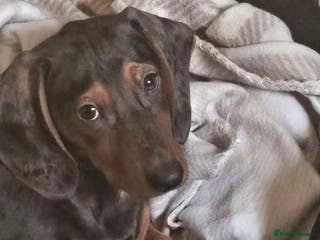 Miniature Dachshund dogs Miniature Dachshund - Advert 2