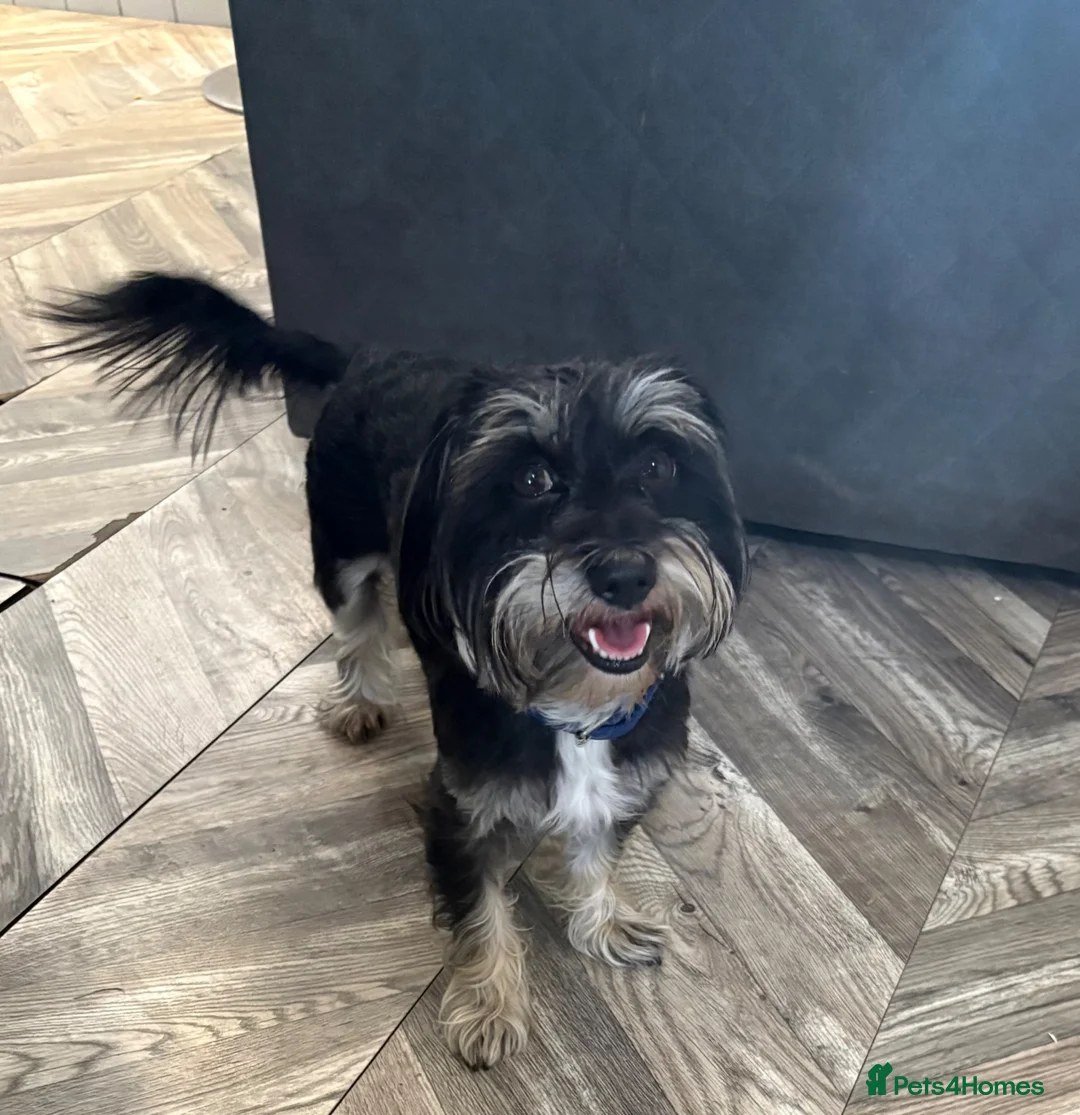 Morkie dogs for stud: Morkie boy, Ted, for stud in Walsall - Advert 1