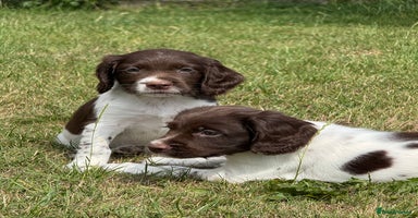 English Springer Spaniel dogs - Advert 5