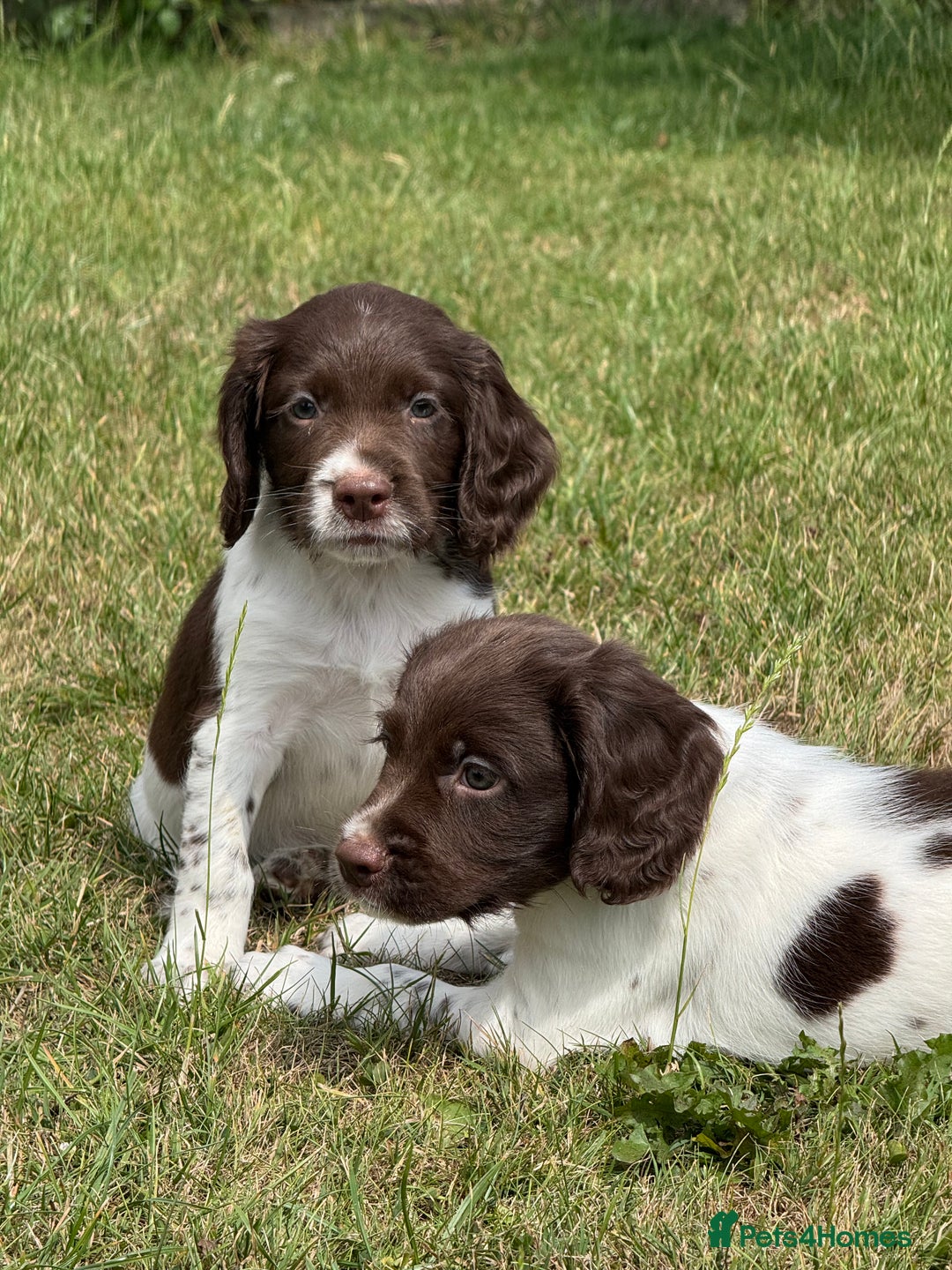 English Springer Spaniel dogs for sale: Lovely Well Bred KC English Springer Spaniels - Image 4