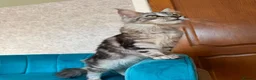 Maine Coon cats for sale: TICA Pedigree Registered Maine Coon Kittens - Advert 19