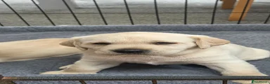 Labrador Retriever 2