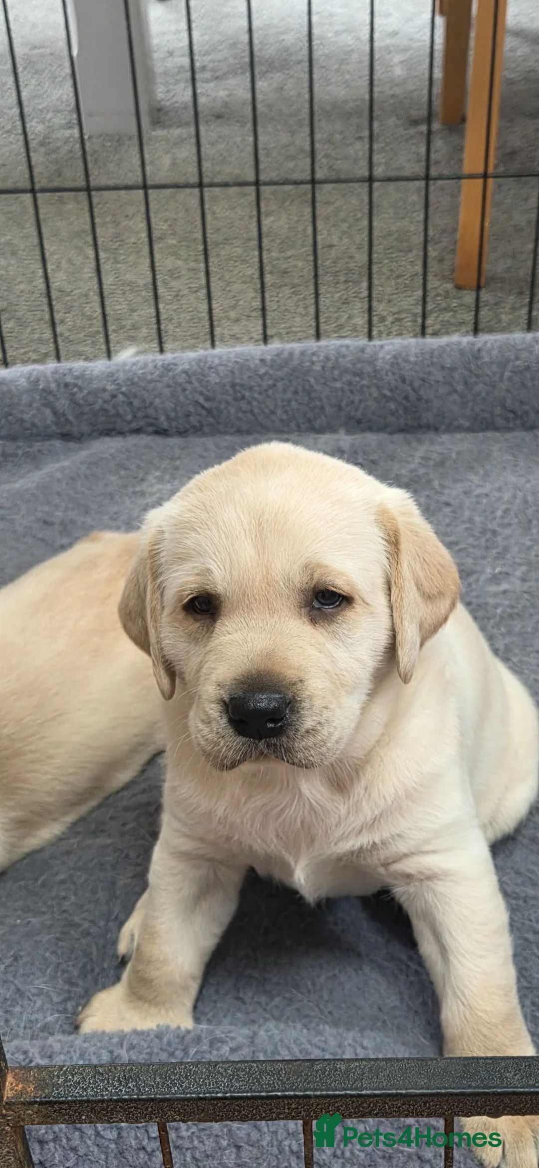 Labrador Retriever dogs for sale: Labrador puppies - Advert 2