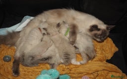 Ragdoll cats for sale: Ragdoll fluff balls for sale - Image 4