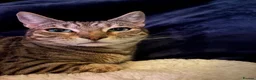 Bengal cats for sale: Silver Bengal 5 YO Female For Sale in Gravesend - Advert 2