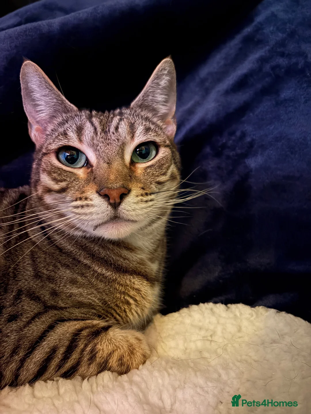 Bengal cats for sale: Silver Bengal 5 YO Female For Sale in Gravesend - Advert 2