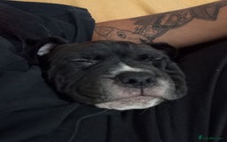 Mixed Breed dogs for sale: AMERICAN BULLDOG X ROTWILLER X CANE CORSO  - Image 4