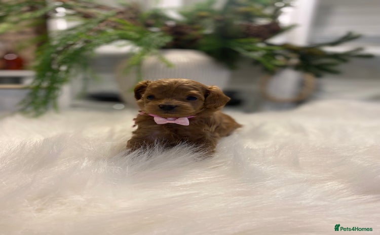 Maltipoo dogs 🌟 Luxury Rare Brown Asian Teddy Maltipoo - Advert 1