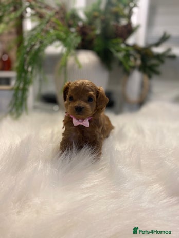 Maltipoo dogs 🌟 Luxury Rare Brown Asian Teddy Maltipoo - Advert 1