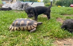 Mixed Breed dogs for sale: Bedlington Terrier X Whippet Puppies ⭐️ - Image 16