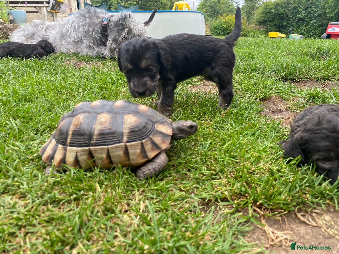 Mixed Breed dogs for sale: Bedlington Terrier X Whippet Puppies ⭐️ - Image 16