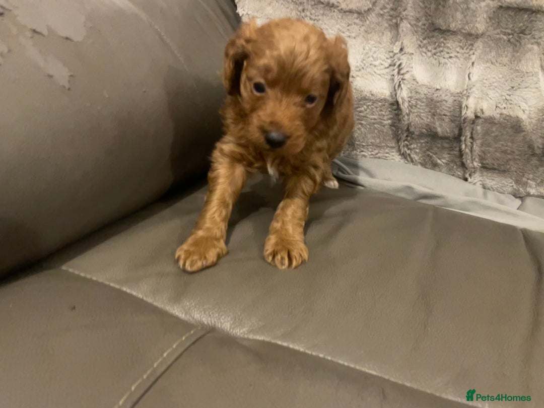 Toy Poodle dogs for sale: Toy poodle puppies  - Advert 4