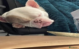 Mixed Breed dogs for sale: Eddie - Image 1