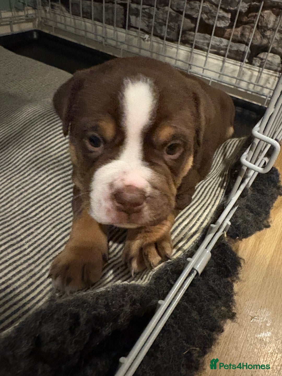 Mixed Breed dogs for sale: Bullpei puppies  - Image 6