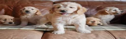 Mini Goldendoodle dogs for sale: Stunning F1 Health Tested Miniature Goldendoodles - Advert 6