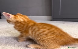 Mixed Breed cats for sale: Ginger Female Kitten - Ready to leave - Image 7