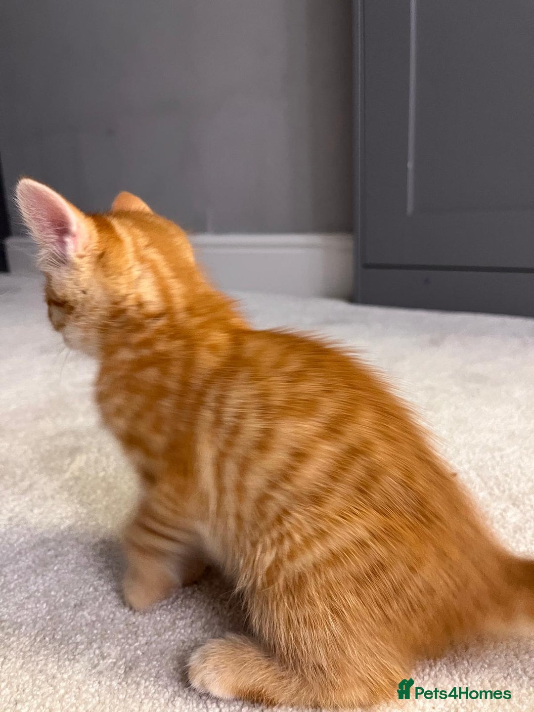 Mixed Breed cats for sale: Ginger Female Kitten - Ready to leave - Image 7