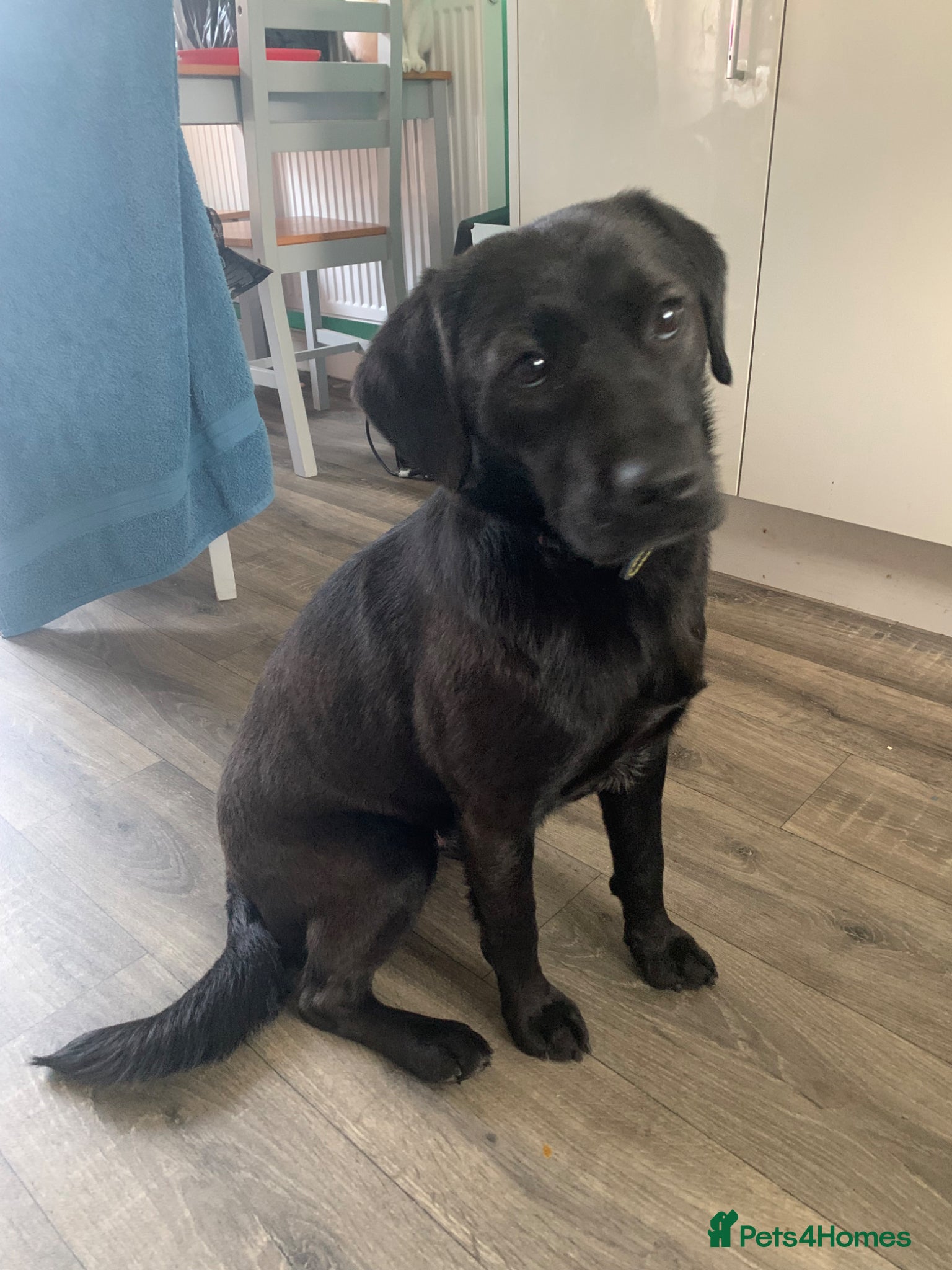 Labrador Retriever dogs Black Labrador  - Advert 2