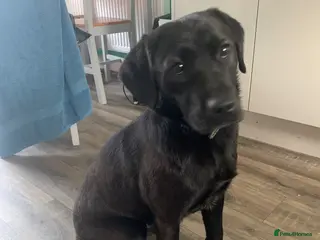 Labrador Retriever dogs Black Labrador - Advert 2