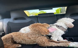 Australian Labradoodle dogs for sale: Daisy and Lilly  - Image 3
