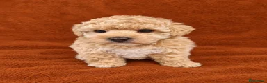 Poochon 3