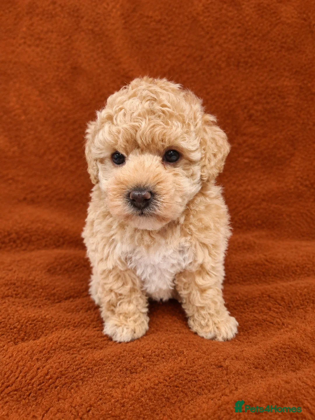Poochon dogs for sale: Beautiful poochon pups - Advert 6
