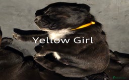 Mixed Breed dogs for sale: Beautiful Chunky Chow-Pei Puppies - Image 10
