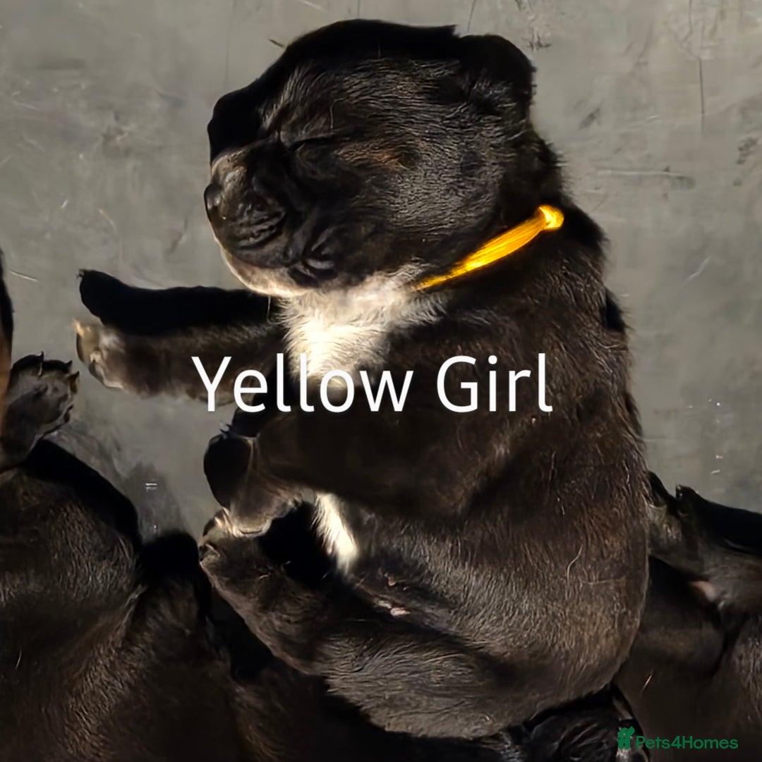Mixed Breed dogs for sale: Beautiful Chunky Chow-Pei Puppies - Image 10