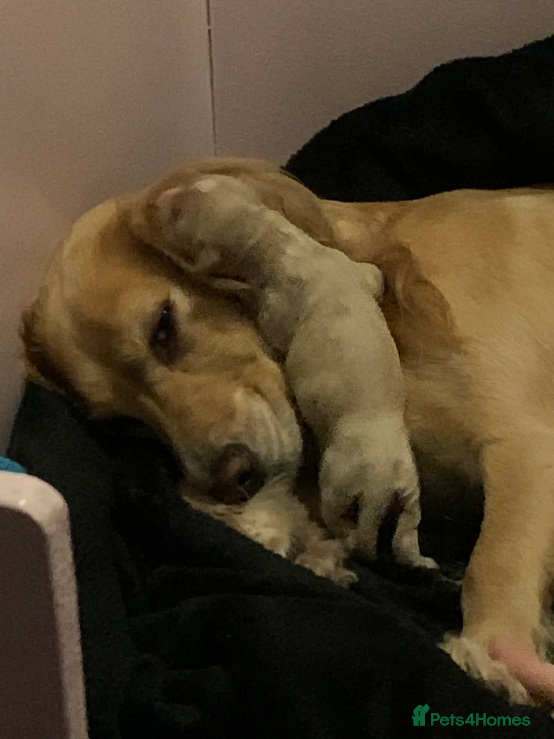 Cocker Spaniel dogs for sale: Working Cocker Spaniel Puppies  - Advert 9