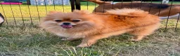 Pomeranian dogs for adoption: 🐾 RALPHIE – Female Pomeranian 🐾 - Advert 8
