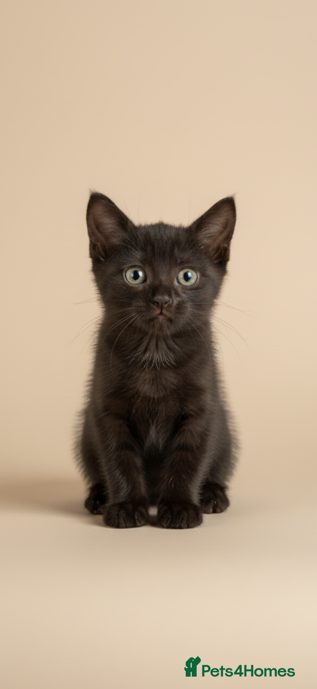 Ragdoll cats for sale: Cute kittens for sale  - Image 2