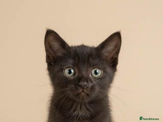 Ragdoll cats - Advert 17