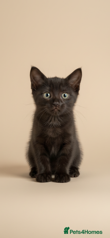 Ragdoll cats - Advert 3