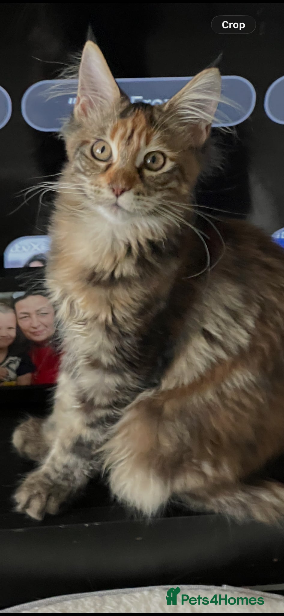 Maine Coon cats for sale: Last two girls.Reduced price.MC kittens  - Advert 6