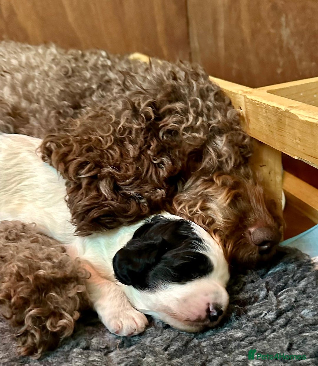 Australian Labradoodle dogs for sale: Australian Labradoodles Puppies - Advert 11