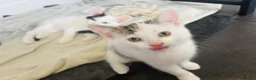 Mixed Breed cats for sale: Last little girl remaining.  in Newquay - Advert 5