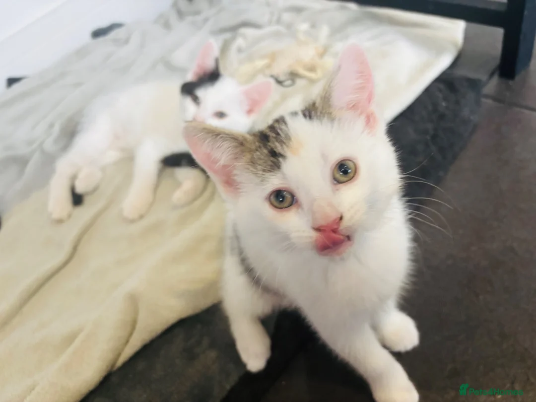 Mixed Breed cats for sale: Last little girl remaining.  in Newquay - Advert 5