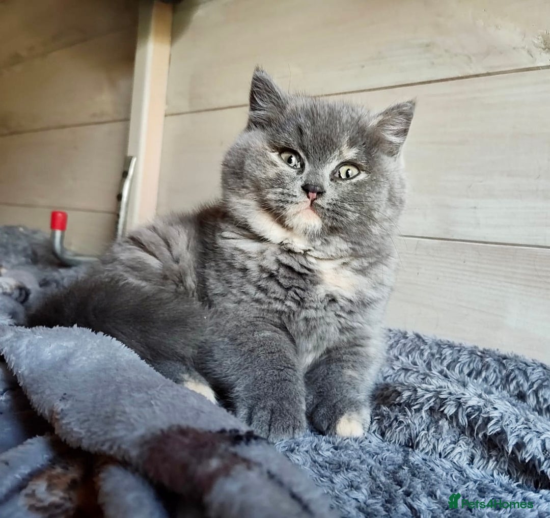 British Shorthair cats for sale: British Shorthair Kitten Tortie Girl - Advert 7