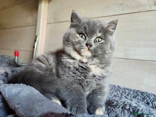 British Shorthair cats British Shorthair Kitten Tortie Girl - Advert 1