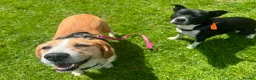 Mixed Breed dogs for adoption: LUCIA - ALL HEART ❤️ CUDDLES & FUN in Derby - Advert 11