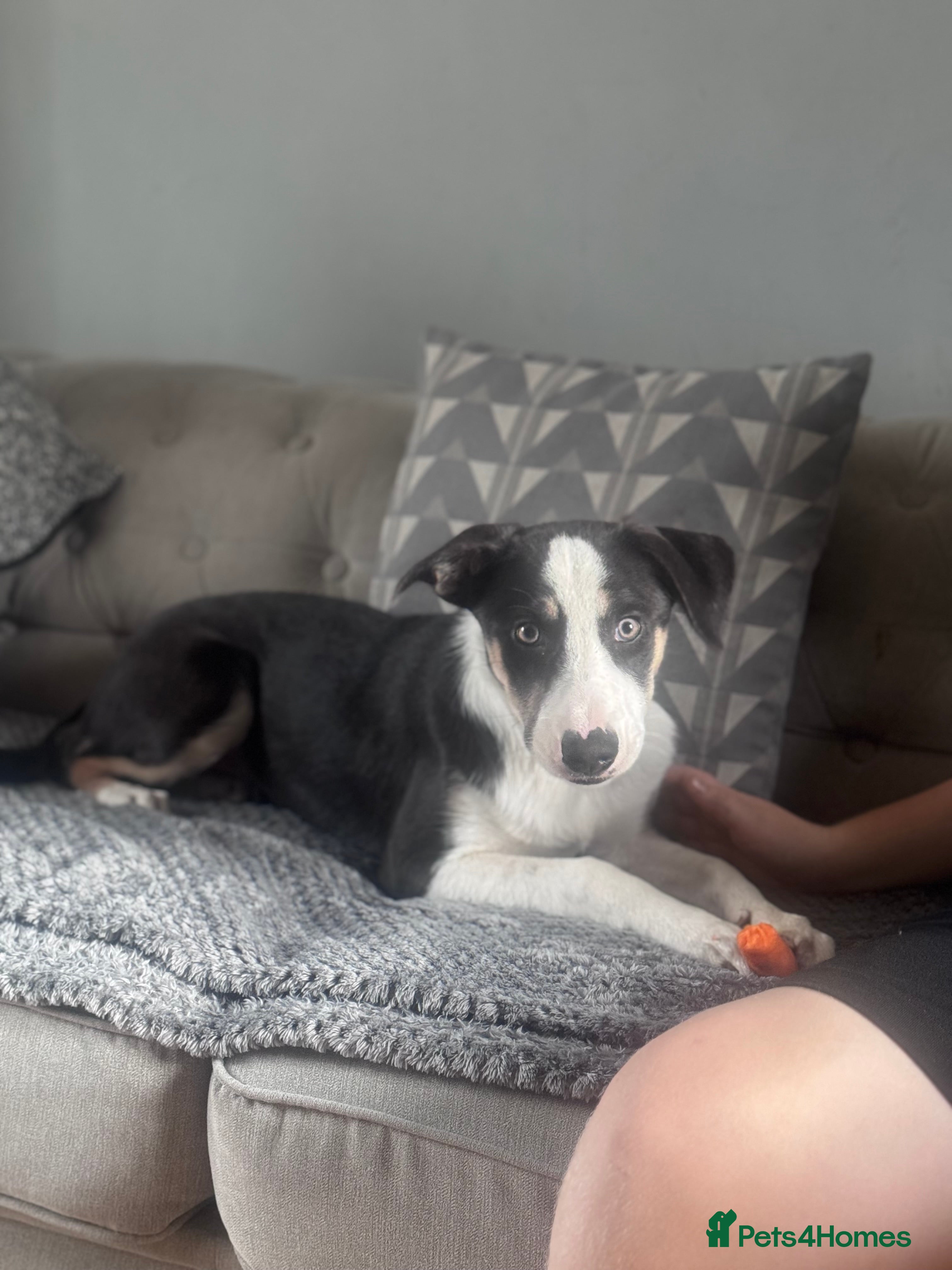 Border Collie dogs Beautiful female Border collie  - Advert 11