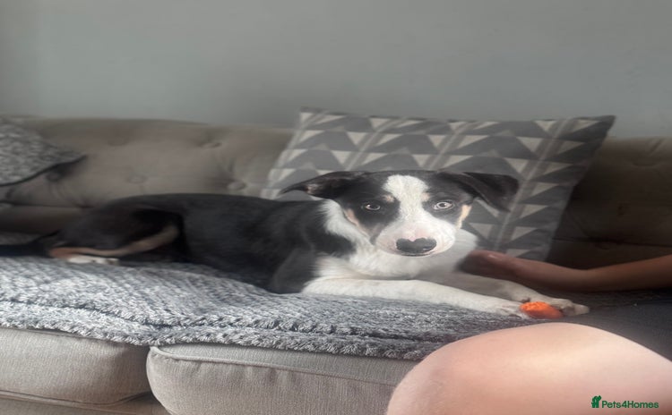Border Collie dogs - Advert 1