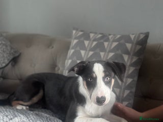 Border Collie dogs - Advert 13