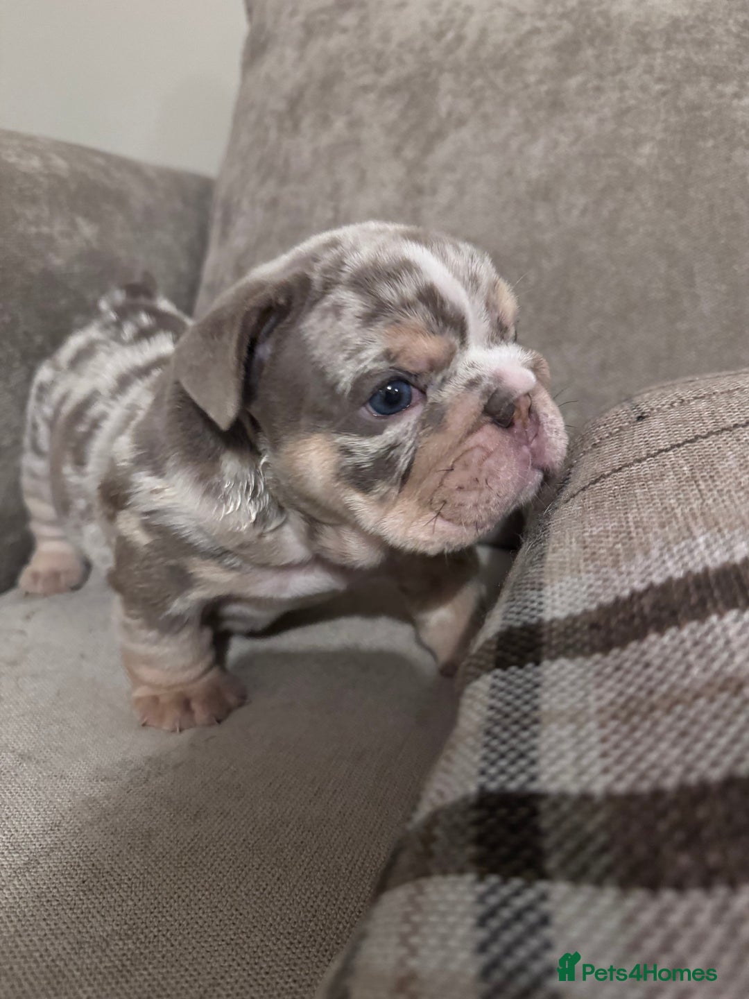 English Bulldog dogs for sale: English Bulldogs ready to leave 10/12/25  - Advert 16