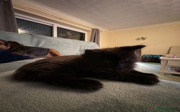 Ragdoll cats for sale: Longhair ragdoll kittens  - Advert 12