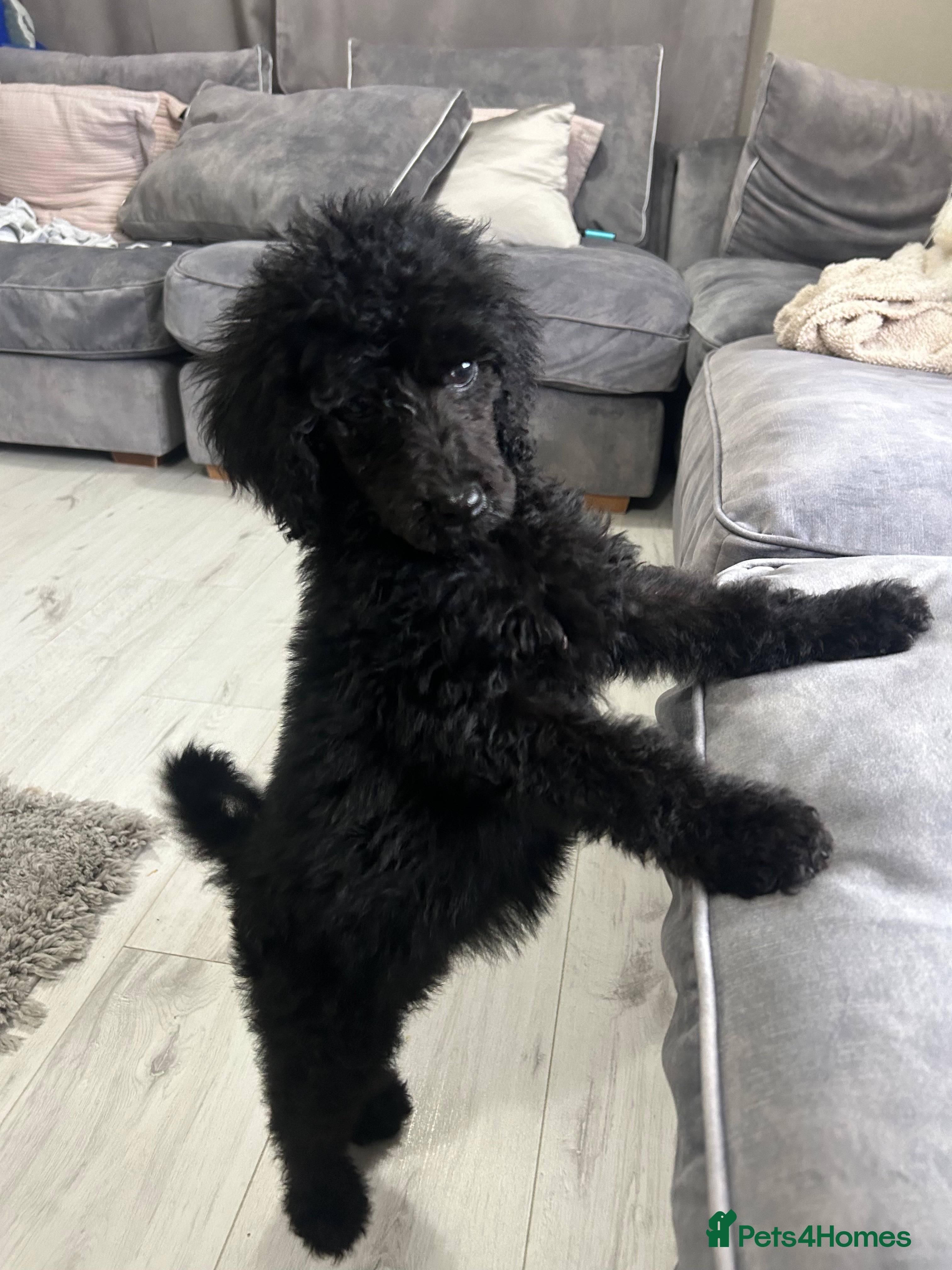 Standard Poodle dogs KC REGISTERED STANDARD POODLE - Advert 1