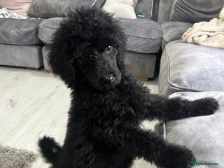 Standard Poodle dogs KC REGISTERED STANDARD POODLE - Advert 1