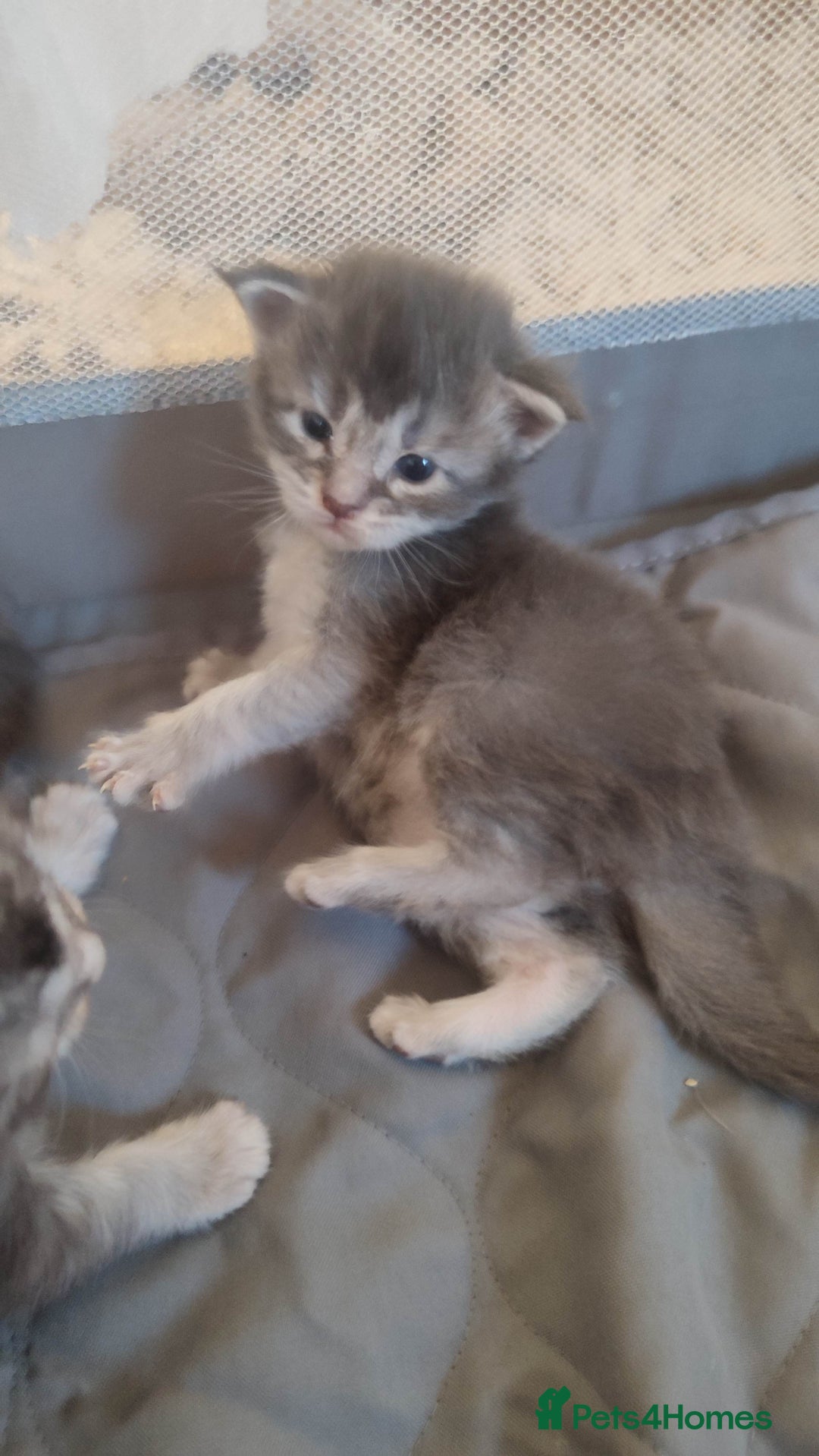 Maine Coon cats for sale: Tica Reg and fully health tested - Advert 27